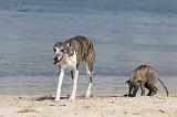 WHIPPET 297